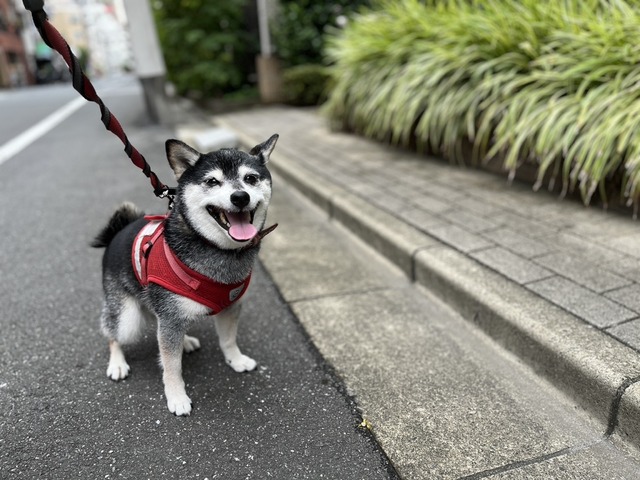 795A20F9-04AD-4514-89B9-3644455FDDBA_1_105_c