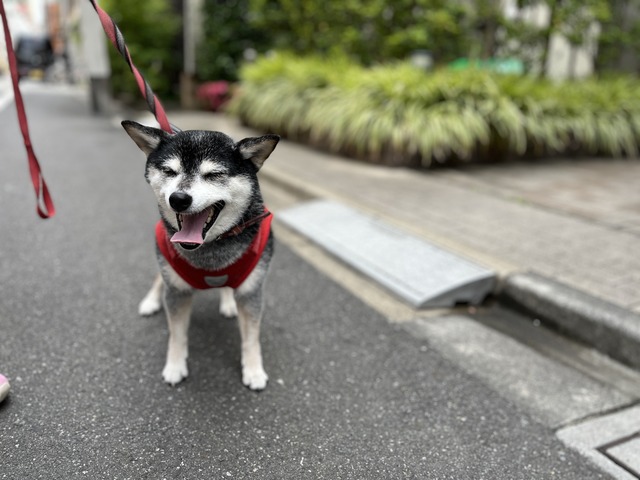 祭りの後の冷麦と鮭ホイル焼きと耕治人
