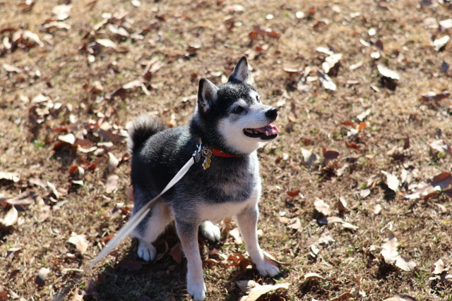 5A915A92-D9E2-4E1F-BD1F-108375A5E044