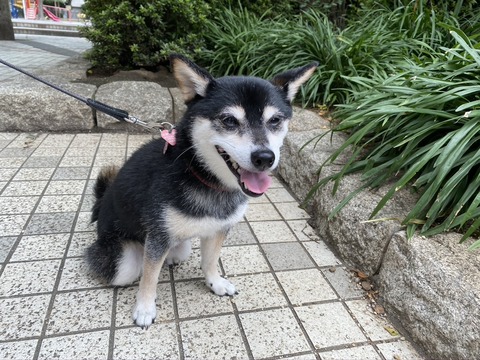 51AC52D1-BE5D-4420-85CD-66AE4AA53C37_1_105_c