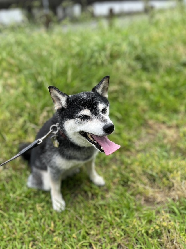 溽暑のたらこパスタと絶品ざるラーメン