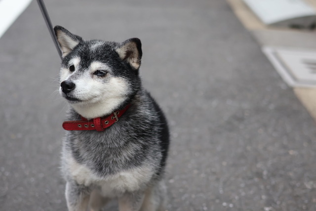 9033D976-3DB5-462D-9B83-C928FBFE34DB_1_105_c