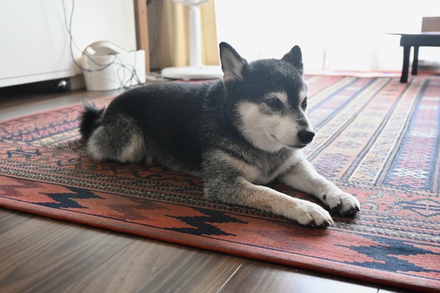 妻不在の胡麻味噌坦々スープかけご飯とセブン晩ごはん