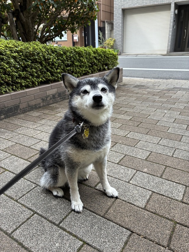 59A23DAF-78C9-423D-820D-A3ECE80BBE32_1_105_c