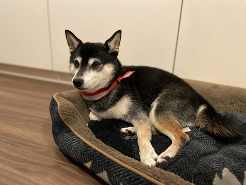 CBD284ED-06C7-4488-865E-49C7107FE9FC_1_105_c