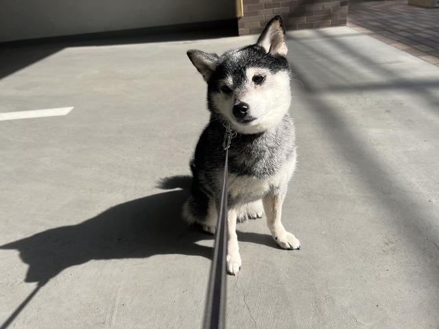 夏日の整骨院とナポリタンとてんぐの小宴