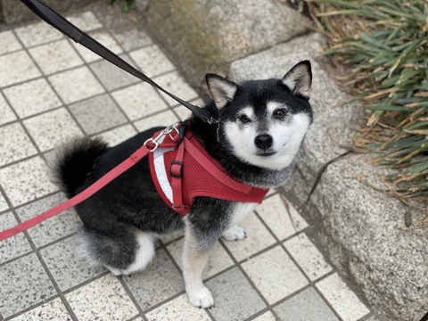 盛春の眼科とセキネランチと大根甘辛煮