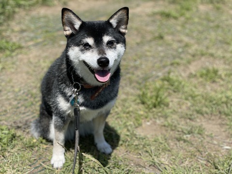 爽やかオムライスと鰆とアカデミー賞