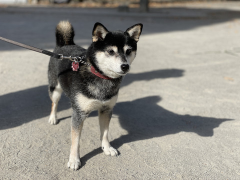 ビーフカレーと三島由紀夫とポークソテー