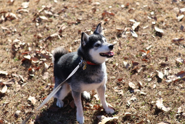 5A915A92-D9E2-4E1F-BD1F-108375A5E044_1_105_c