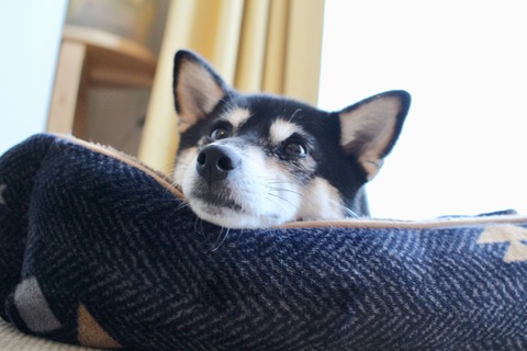 納豆ランチとターサイ炒めとボジョレー解禁