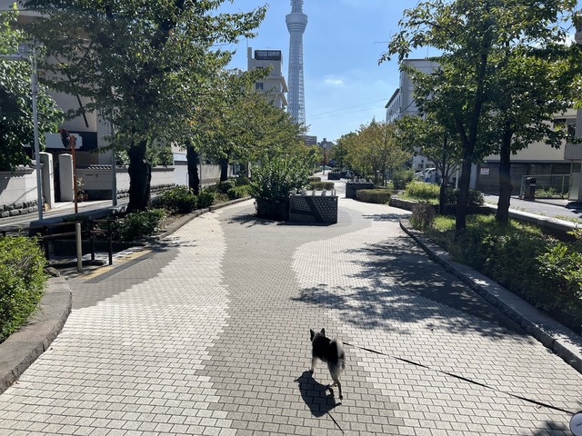 FC2BA846-A762-437D-A7D8-B9AD6C4B4B29_1_105_c