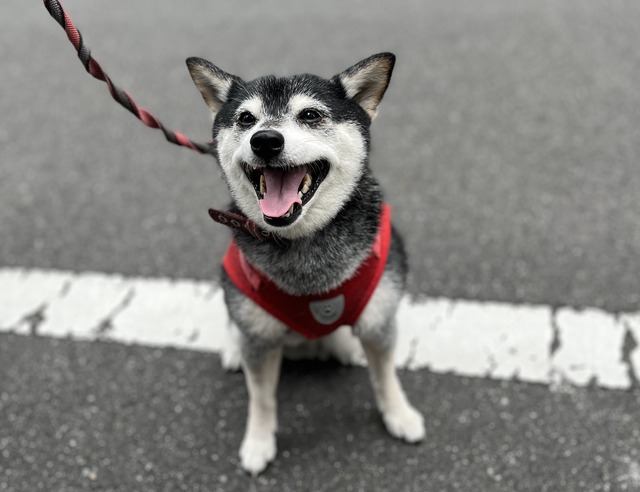 C6766F34-443E-43E3-9296-A29FF30DD418_1_201_a