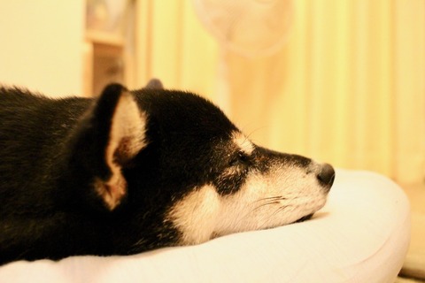 義母見舞いとコロッケサンドと独歩ビール