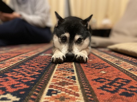 盛春の湯種ロールランチと至高のミルクスティック