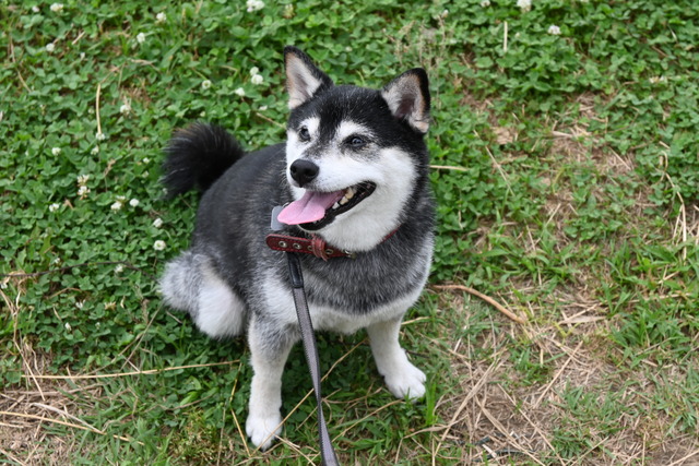 炎暑のとんこつラーメンと礼服と寿し常の宴