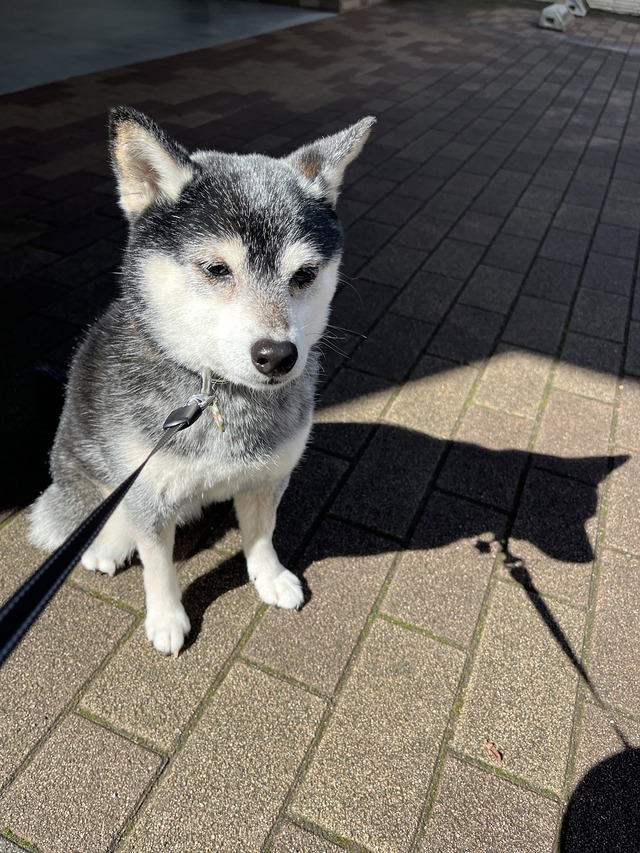 雨の眼科検査としらすごはんと浅草粥