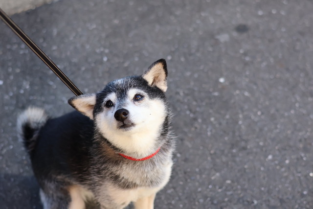 3DE5E5A8-7AF9-4FC3-B9C8-C48C1436185E_1_105_c