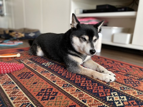 中也忌のしらすご飯と絶品鯛のムニエルと老舗キャバレー