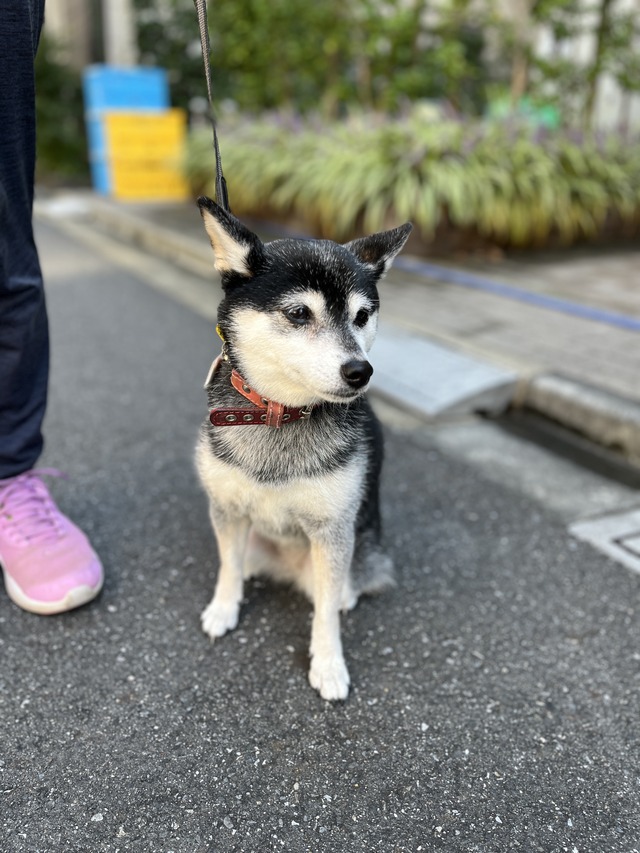 秋晴れのウチキパンランチと鮭マスタード