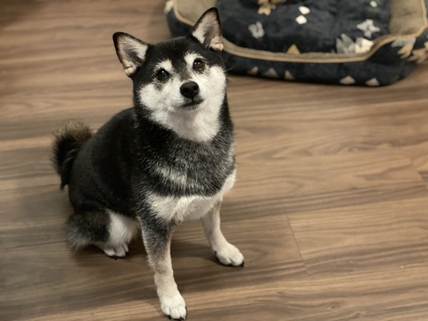 雨のハンバーグ弁当と鯛のムニエル