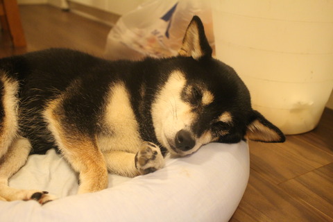 台風12号とチキンと刺身こんにゃく