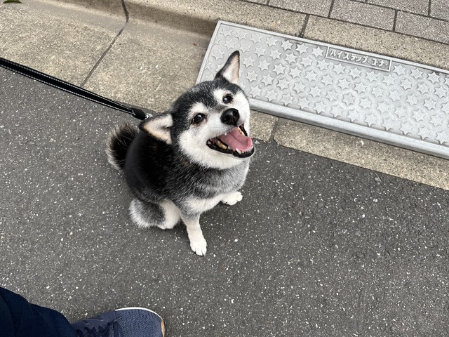 曇天のタケノコごはんと鯖焼き