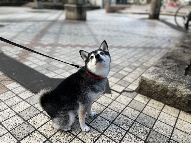 61C5AAF8-2E12-4194-9E9D-70B11CDC895D_1_105_c