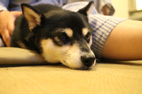 猛暑のサイゼリヤランチとじゅん菜と雷鳴