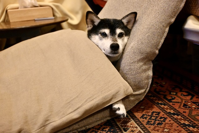 曇天のさぼてん揚げ物ランチとブリテリあんかけ