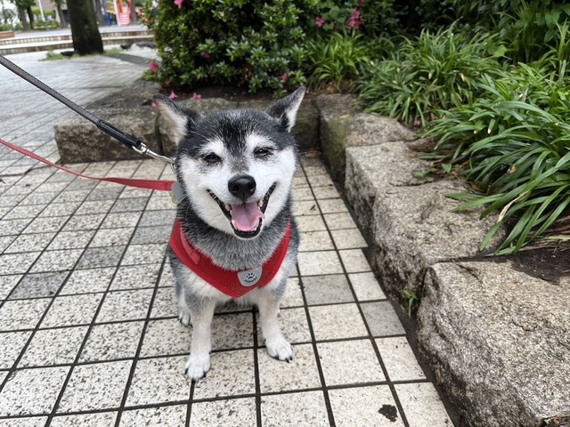サマースカイの冷麦と鰯塩焼き