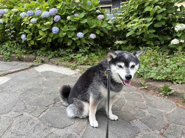 93899804-1AF0-40F4-84C2-89A6F9B73A2C_1_105_c