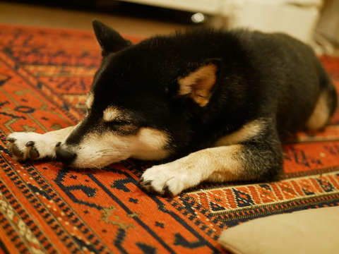 猛暑の横浜実家とそうめんとトマトざんまい