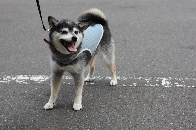 8101066B-78A5-4E25-A012-AADD194A740D_1_201_a