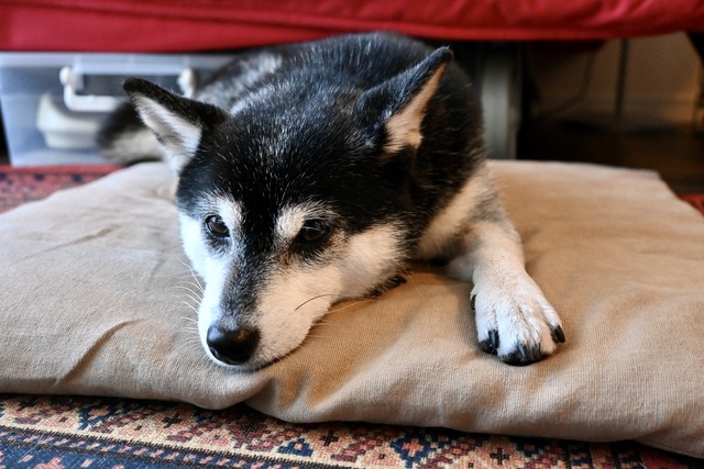 DSC_1890