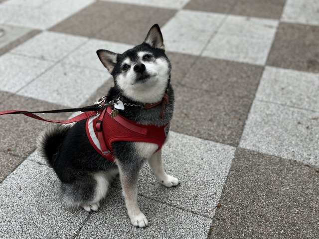 曇天のおにぎりランチとバーガーキングと海鮮あんかけ