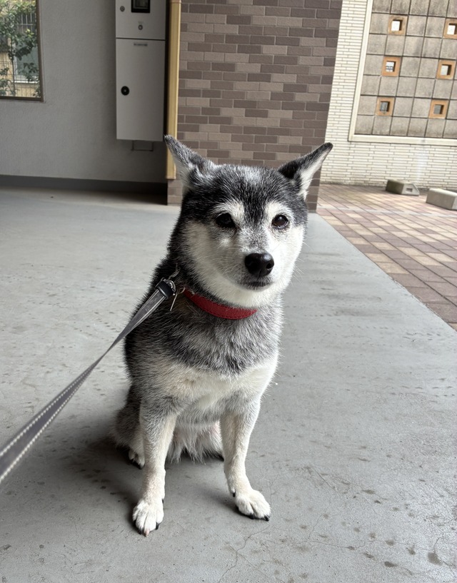 9B9FE476-31EA-4C75-8C4B-F3D48D352874_1_201_a