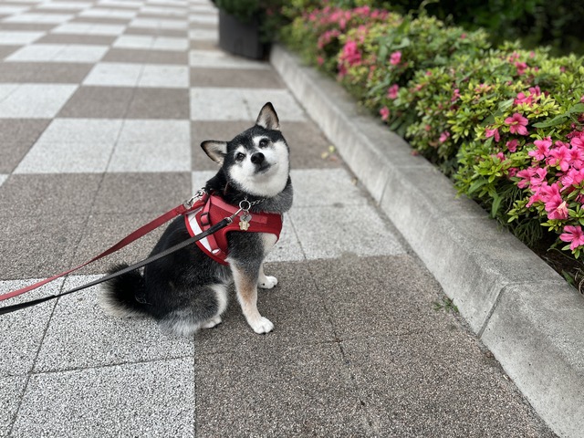三社祭初日の焼き鮭ランチとゆで豚旨味ソース