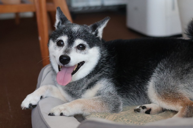 彼岸入りの鰻丼と茄子豚味噌炒め