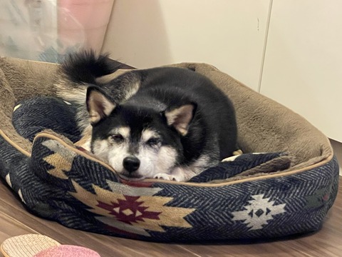 秋雨のナポリタンランチとイカゲームとサーモンフライ