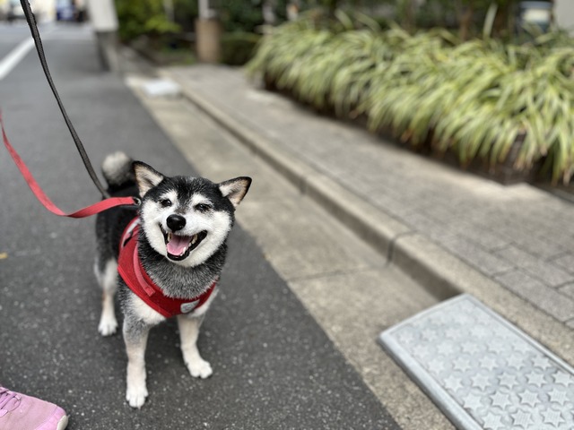 弥生つごもりのカレーうどんと映画「生きる　LIVING」