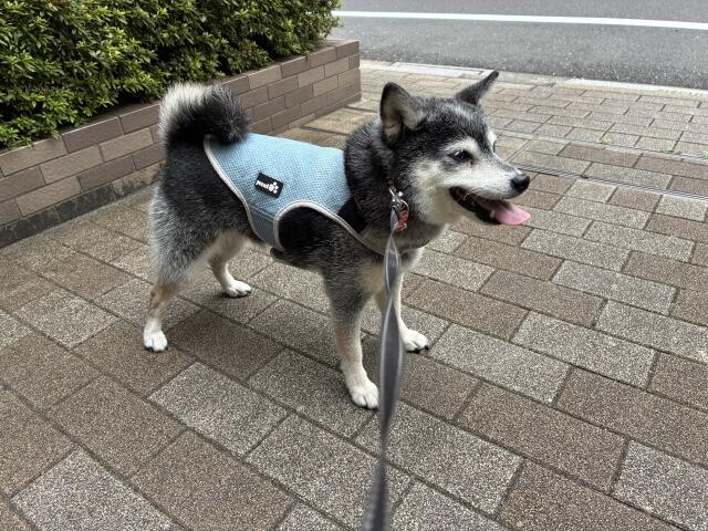 河童忌のパンランチとチキン切り干し大根