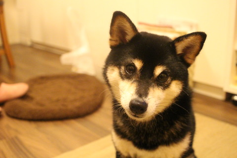 梅雨寒のコロッケうどんと焼き餃子とLAベニス