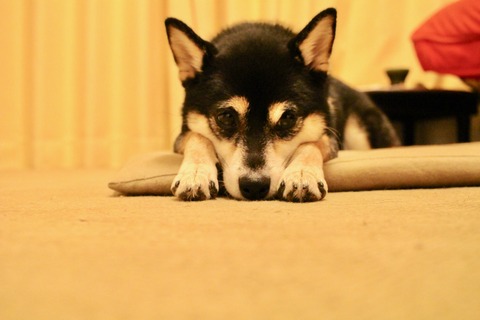 カキフライ&ポテサラと菊の花