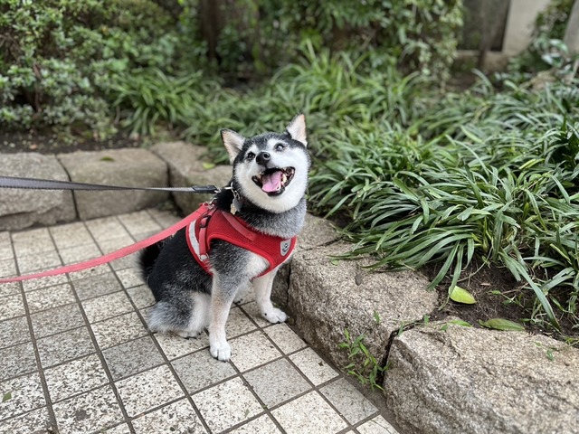 梅雨盛りのとり釜めしとポトフとビートルズ革命