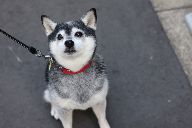 FCB6A64D-3637-4953-A8CA-F1E2B568FF67_1_105_c