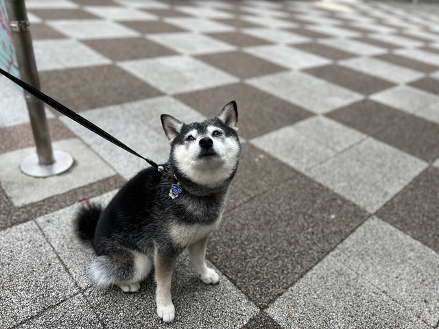 79BAE945-A5F7-42AC-AEC0-63876D8D4E83_1_105_c