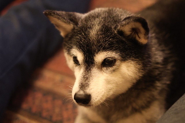 秋冷の納豆ランチと赤魚粕漬け