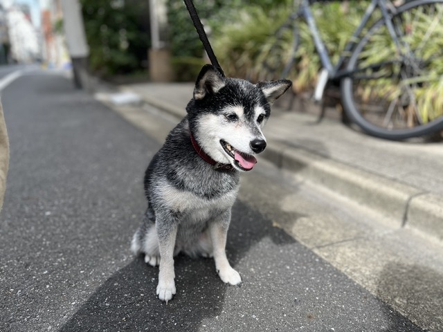 自宅療養明けのハヤシライスと豪華な納涼フェス