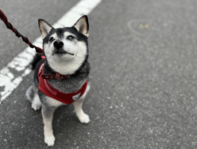 盛暑の吉牛ランチとげってんの小宴